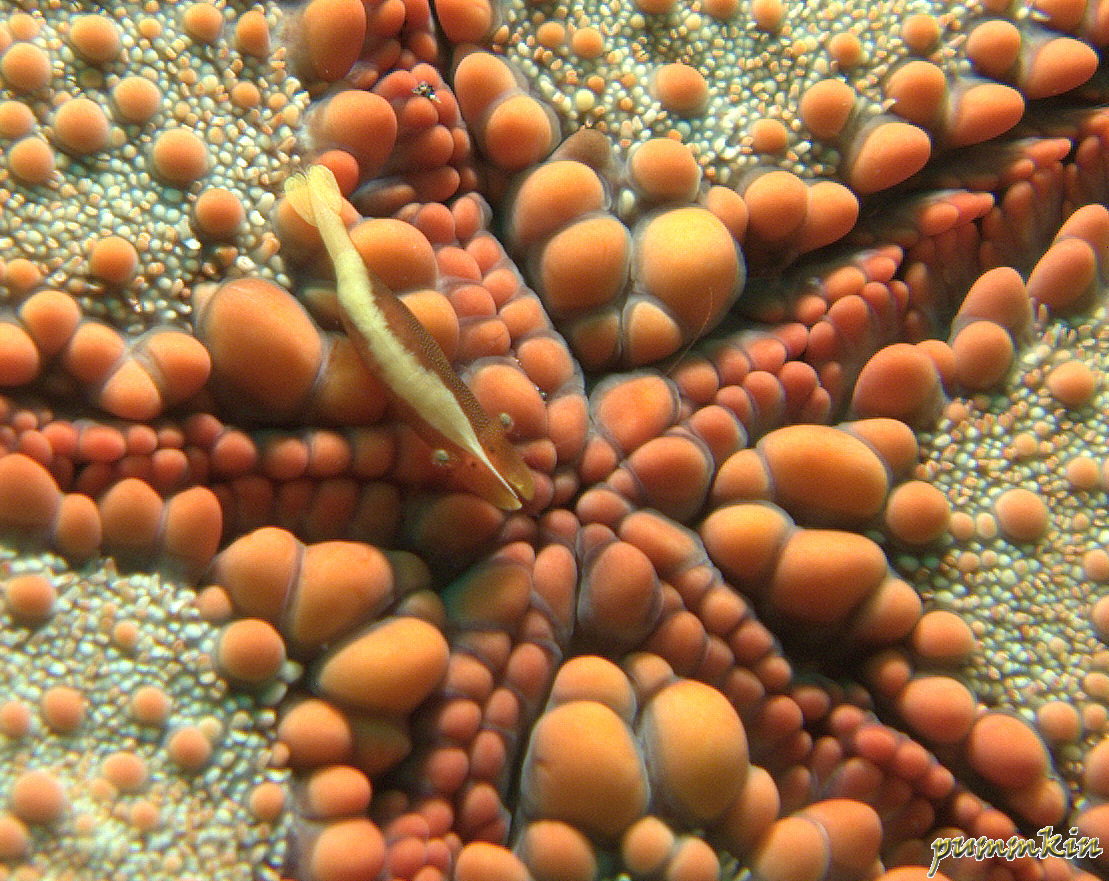 Manado-1.jpg