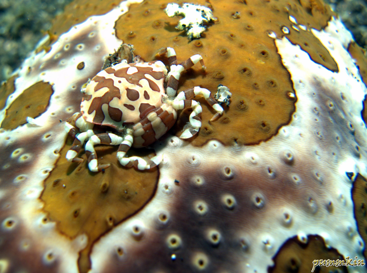Manado-4.jpg