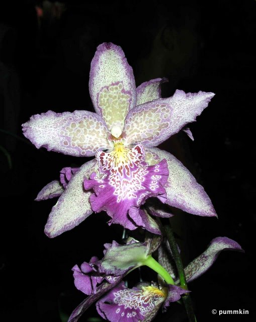 Orchid-1.jpg