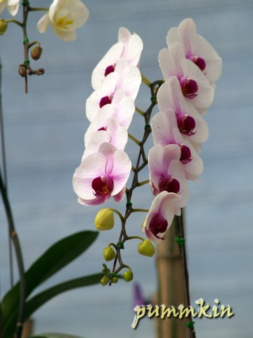 wpid-orchid2spqsuicstcin.jpg
