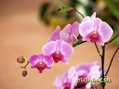 wpid-orchid3ey7ekrdxg2w4.jpg