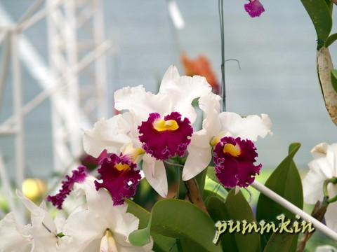 wpid-orchid4qposq1wdrzzb.jpg