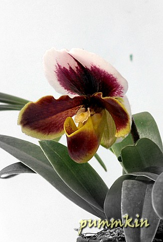 wpid-orchidmdmeqdjbckk1.jpg