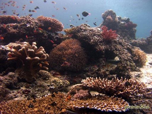 wpid-ReefPromise-2010-09-1-13-06.jpg