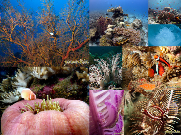 wpid-Marine-2011-01-12-16-074.jpg