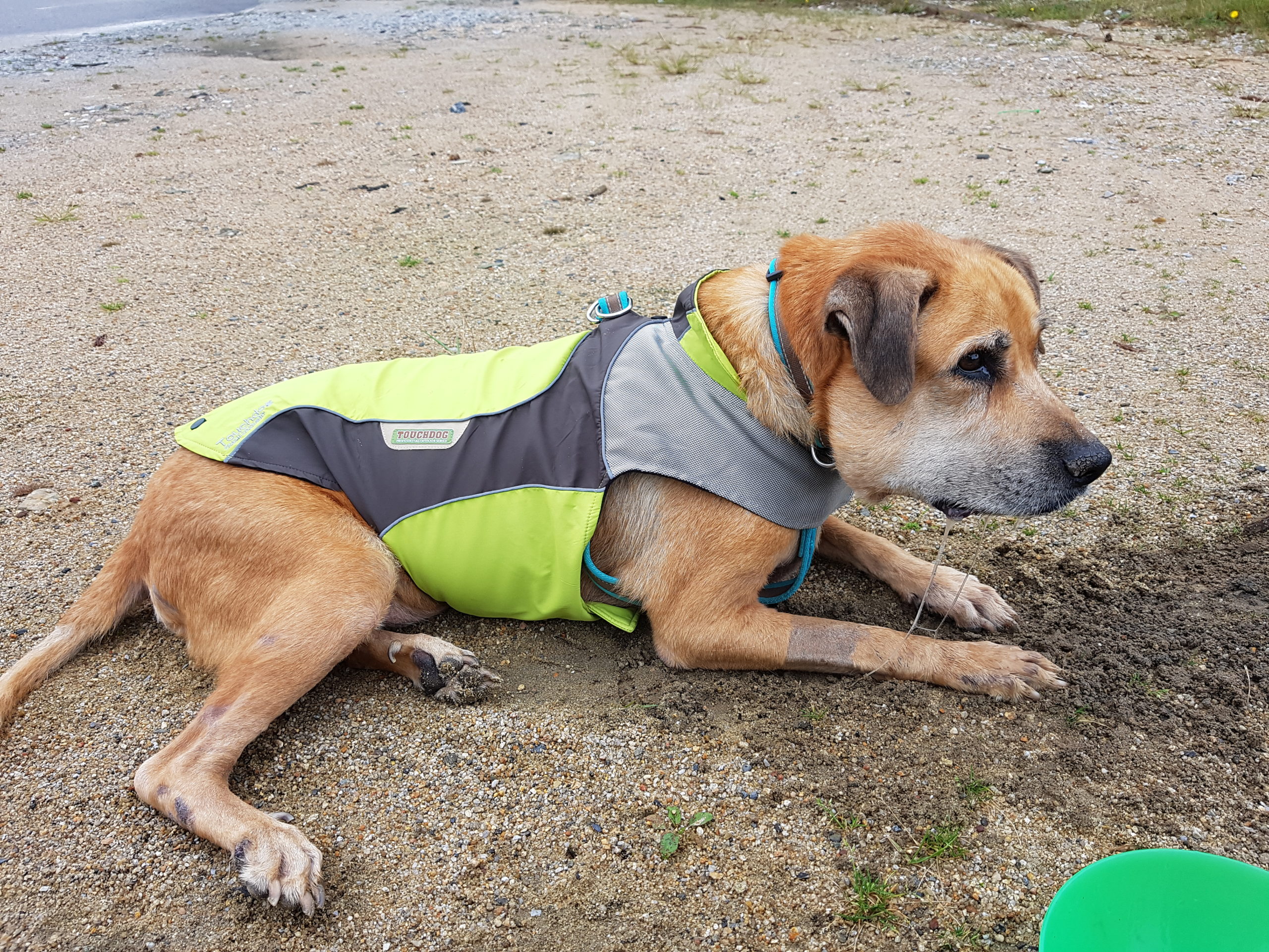 Good2go yellow dog top flotation vest